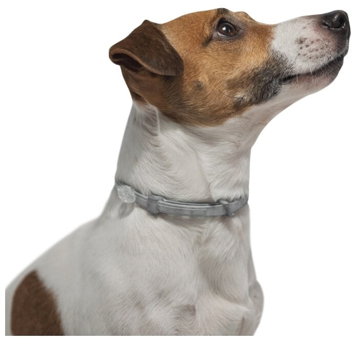 ФОРЕСТО (Foresto) Антипаразитарный ошейник для собак мелких пород (38 см) Bayer-Elanco (Имидоклаприд + флуметрин) - фото4