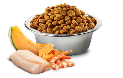 FARMINA GF OCEAN KITTEN Cod/Shrimp/Pumpkin/Melon (1,5 кг) беззерновой с треской, креветками, тыквой и дыней для котят - фото2
