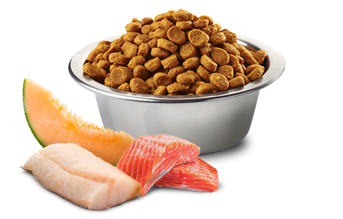 FARMINA OCEAN ADULT DOG Medium&Maxi Salmon, Cogfish, melon (2,5 кг) с лососем, треской и дыней для взр. собак средних и крупных пород - фото2