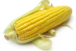 Кукуруза в початках, сушеная (1 шт) - фото